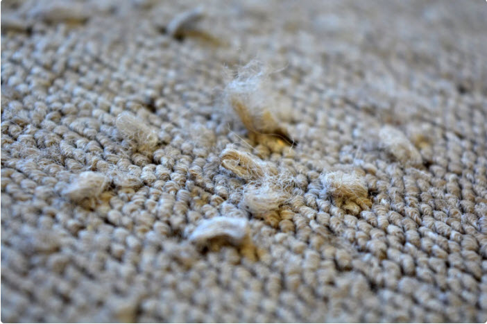 From Holes to Carpet Patch Repair: Learn How to Fix Your Carpet!